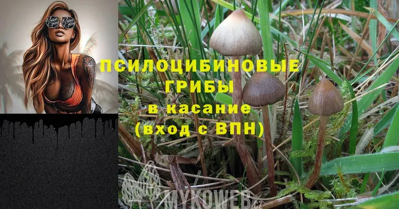 Псилоцибиновые грибы MAGIC MUSHROOMS  даркнет сайт  Берёзовский 